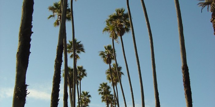 1536x2048 Free download Alfa img Showing California Palm Trees Background