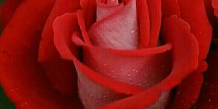 730x1152 Good Evening Rose Wallpaper - Red Rose Good Morning (#174838) - HD