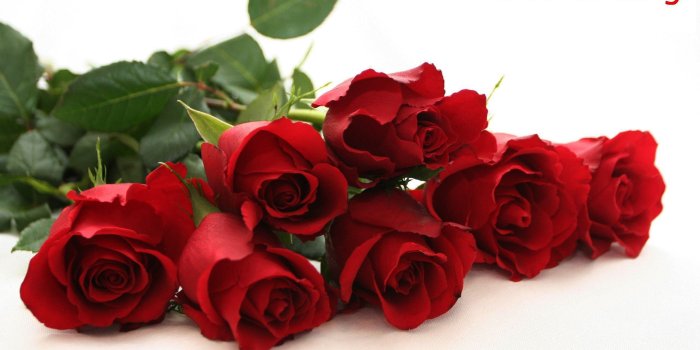 2560x1600 Good Morning With Red Rose Flower Background : Wallpapers13.com