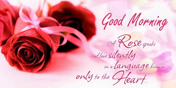 1366x768 Good Morning Rose Wallpapers