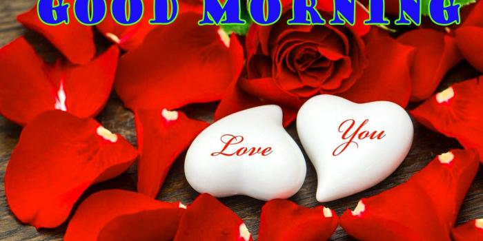 1535x1050 good morning red rose photo hd download ,good morning red rose pics