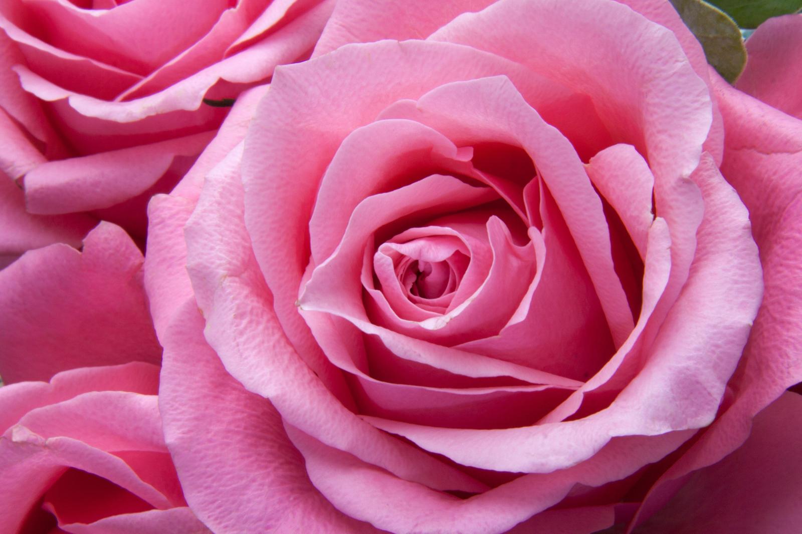 4752x3168 Pink Rose Wallpapers