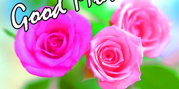 2256x2048 Red Rose Good Morning Images For Girlfriend & Wife 852+ Good Morning