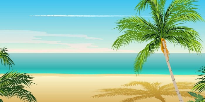 1920x1080 Palm Tree Wallpapers