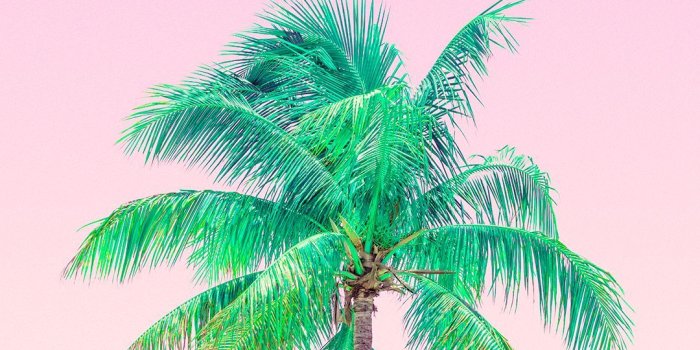 1080x1920 Pink Palm Trees - Summer Background For Iphone (#119312) - HD