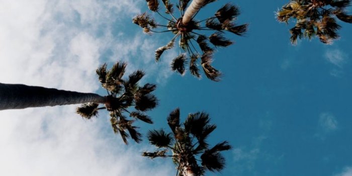 920x1410 Palm Tree Wallpaper | Wallpapers Tumblr