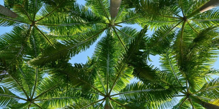 2880x1800 Palm Trees ❤ 4K HD Desktop Wallpaper for 4K Ultra HD TV • Wide
