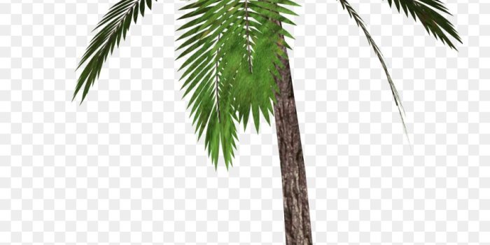 900x1280 Coconut Tree Cartoon