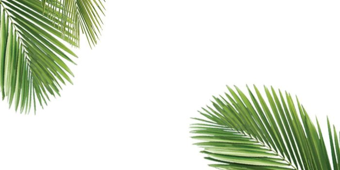 1080x1920 Palm Tree And White Wallpaper Free Download For Iphone - Iphone