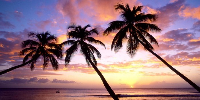 1920x1200 Palm Tree wallpaper | 1920x1200 | #47582