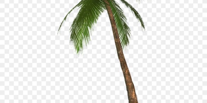 900x1140 Coconut Tree Cartoon png download - 750*1125 - Free Transparent