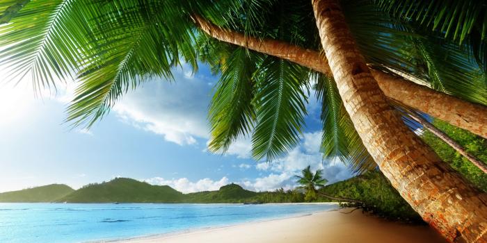 2560x1600 Tropical Palm Trees Beach Ocean Trees wallpaper | 2560x1600 | 48637