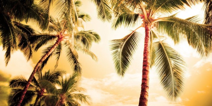 1920x1080 Palm Trees Wallpaper #6974878