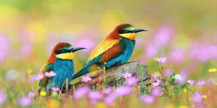 1196x1050 Good Morning Wishes On Wednesday Quotes Images Wallpaper - Spring