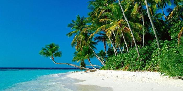 1920x1080 Palm Tree Beach Wallpapers