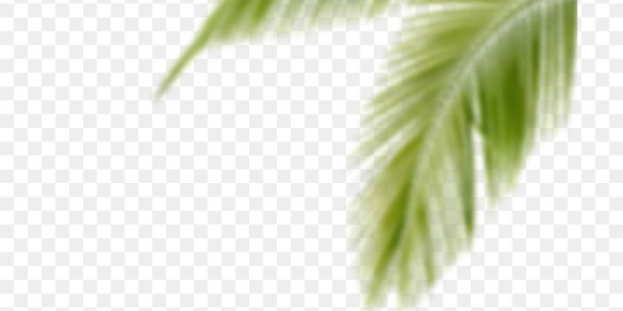 900x1040 Editing, Desktop Wallpaper, Picsart Photo Studio, Leaf, - Palm Tree