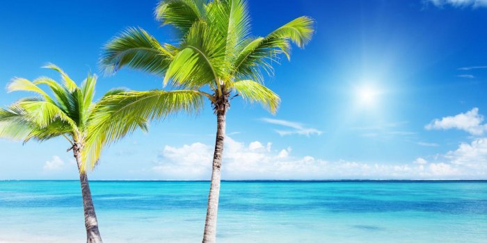 1600x1200 Beach palm tree wallpaper - SF Wallpaper
