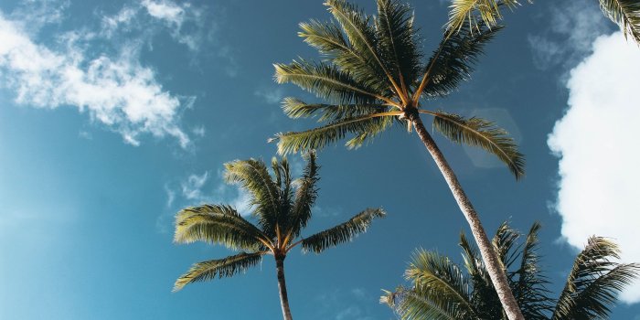 2560x1707 California Palm Trees Wallpaper (48+ images)