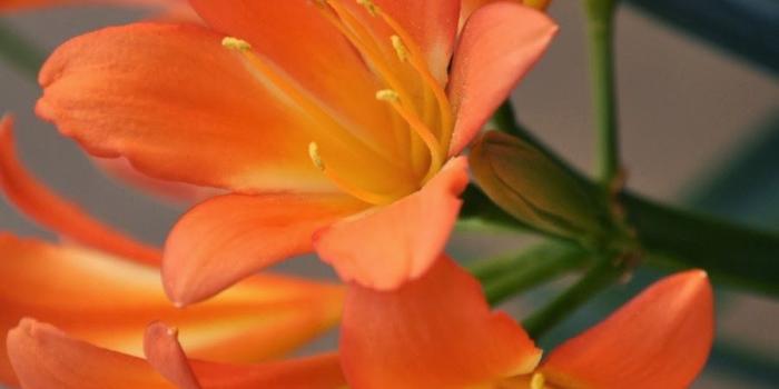 900x1355 World's Most Beautiful Flowers Wallpapers || HD Wallpapers for