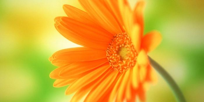 1600x1200 Orange Flowers wallpaper | 1600x1200 | #66535