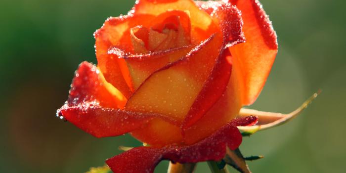 4724x3066 Rose Hd Wallpapers 1080p - Beautiful Images Of Orange Roses (#848831
