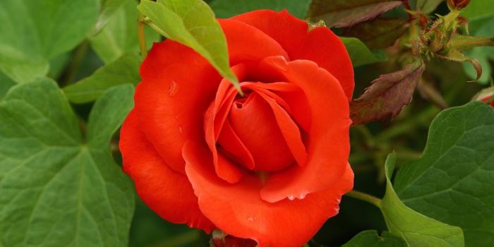 1920x1200 Orange Rose Pictures For Wallpaper | red, wallpaper, rose, beautiful