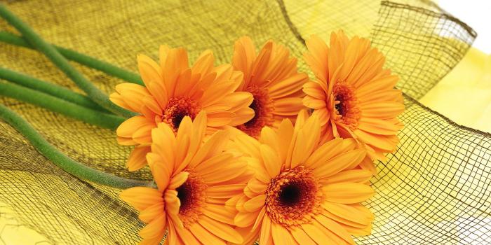 2560x1600 Orange Flowers wallpaper | 2560x1600 | #51741