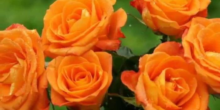 1280x720 Most Beautiful Flowers In The World And Wallpapers