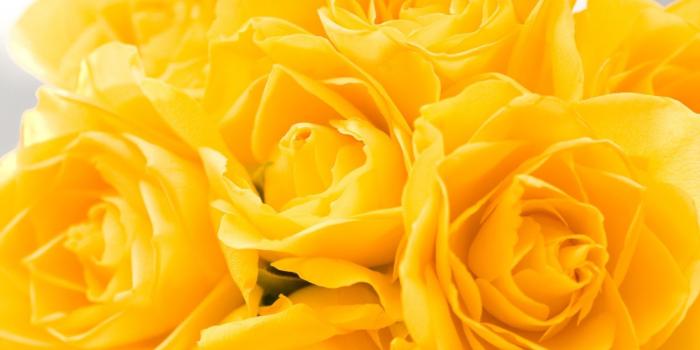 1600x1200 50+ Most Beautiful Rose Flowers Wallpapers - Download at WallpaperBro