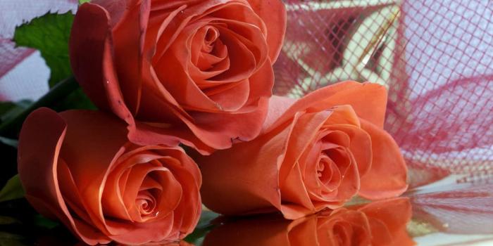 1200x800 6 Most Beautiful Flowers For Your Girlfriend Scary - Friend Good