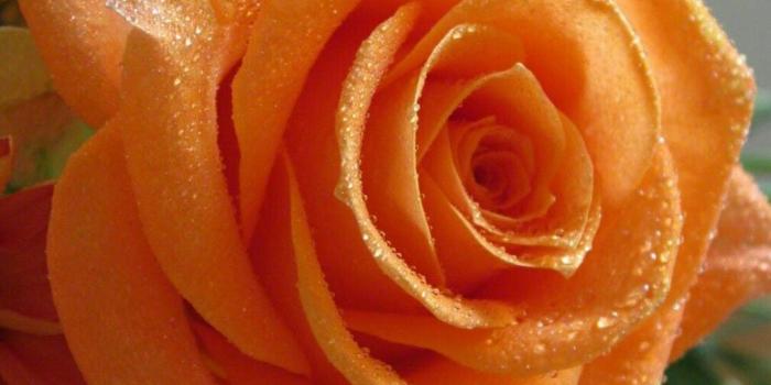 1080x1714 Trish Weaver on Flowers | Flowers, Beautiful flowers