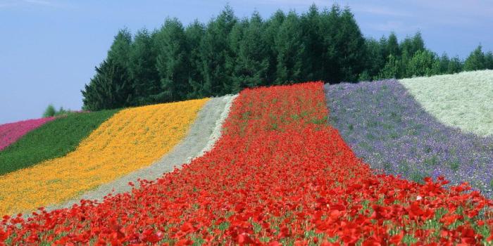 1024x768 World Most Beautiful Flower Gardens Desktop Background (1024 x 768