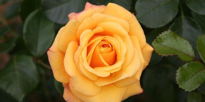 1200x800 Hero Wallpaper on Twitter: 