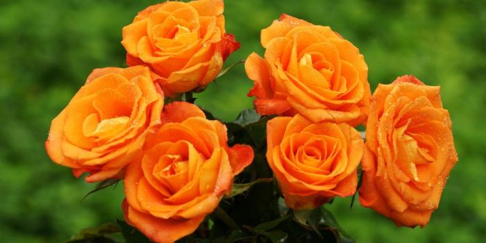 1920x1080 50+ Most Beautiful Rose Flowers Wallpapers - Download at WallpaperBro