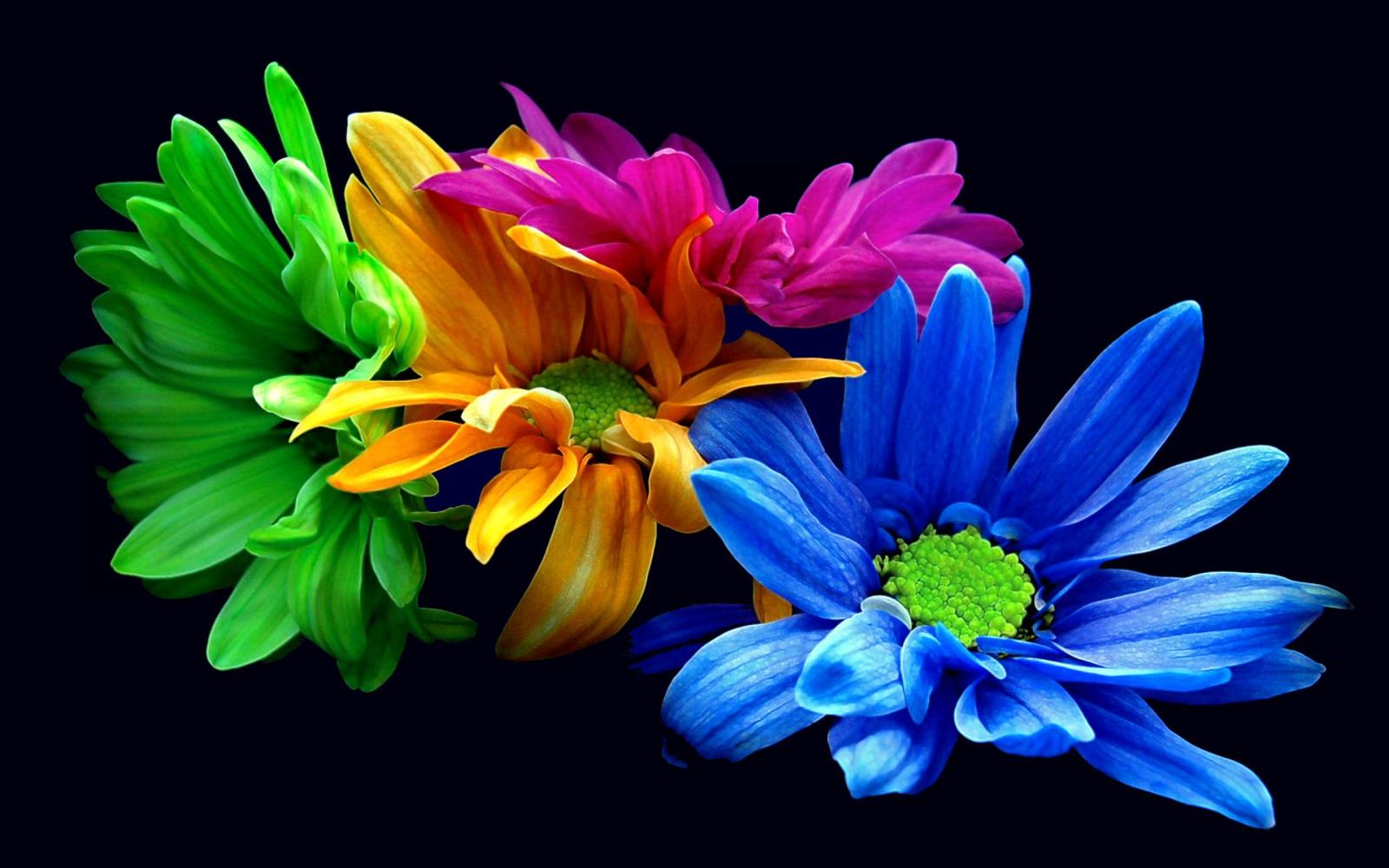2560x1600 Colourful Flower Wallpapers