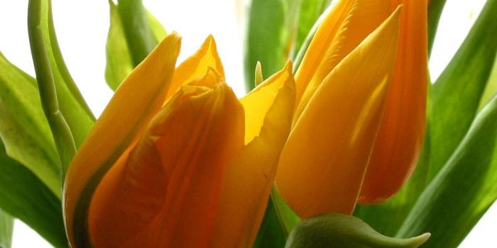 1024x768 Sweet Flowers Delights: Most Beautiful Flower Wallpapers