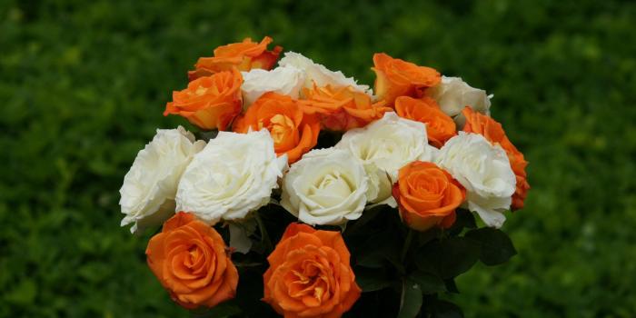 1920x1200 The 38 Most Beautiful Pictures of Roses You Will Ever See