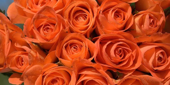 1920x1200 Roses flower, Roses photos, roses wallpaper for your desktop - Red