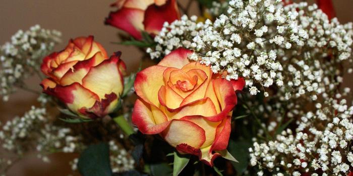 1920x1285 Roses Flowers Gypsophila Bouquet Close-up - Free Stock Photos