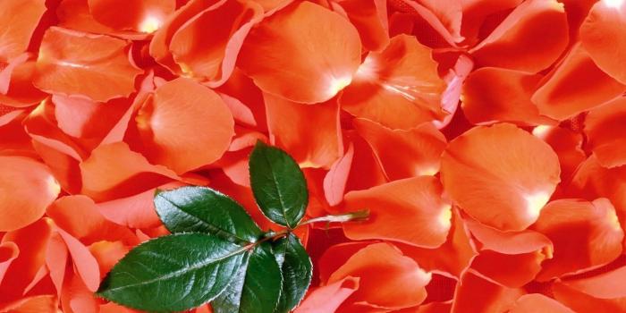 1366x768 Free Wallpaper - Free Flower wallpaper - Beautiful Flower wallpaper