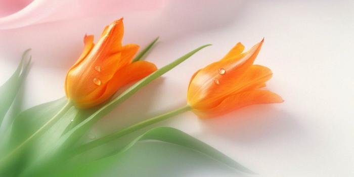 1024x768 Most Beautiful Flowers Wallpapers 1024x768