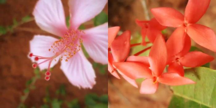 1280x720 World's top 10 most beautiful flowers - wallpapers