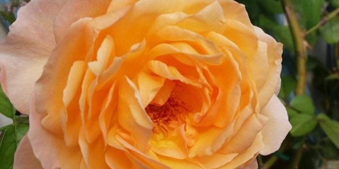 939x1200 roses hashtag on Twitter