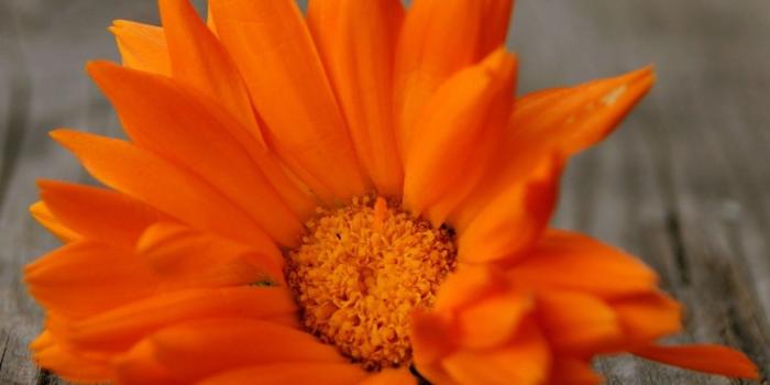 1280x1280 Beautiful Orange Flower ❤ 4K HD Desktop Wallpaper for 4K Ultra HD