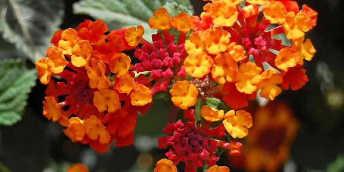 1280x800 Orange-red flower clusters close-up - Macro Flowers Wallpaper