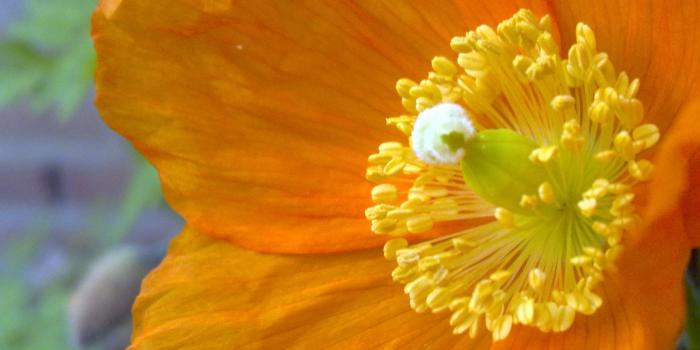 2592x1944 You are the most beautiful flower of the world! | Aatos Beck