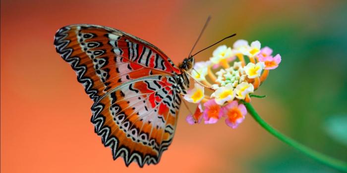1366x768 Butterfly on Flower Wallpapers in jpg format for free download