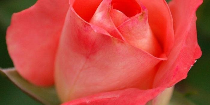 914x1276 The 35 Best Flower Photos | Flowers | Flowers, Rose wallpaper