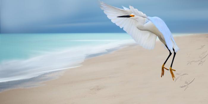 6000x4800 Egret Wallpaper 19 - 6000 X 4800