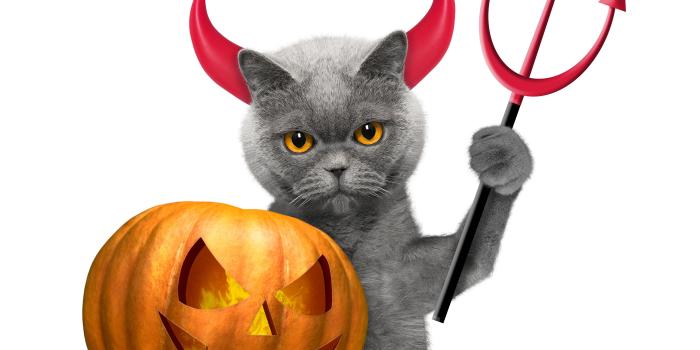 6000x4800 Halloween Cat Holiday Free Wallpaper - Halloween Wallpapers and